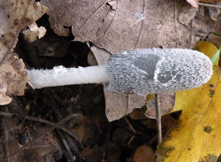 Coprinus cfr lagopus